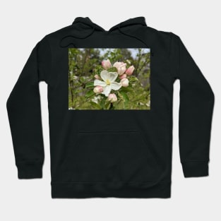 White and Pink Tree Flowers 2 Hoodie